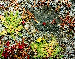 
  Hypericum minutiflorum and Hypericum pusillum growing together at Rangitaiki, central North Island.
 Image: P.N. Johnson © Peter Johnson 